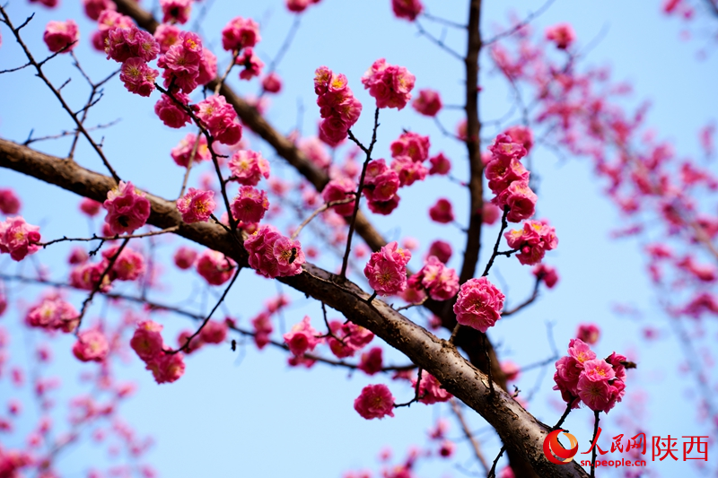 西安环城公园,春色已跃然枝头。人民网记者 孙挺摄