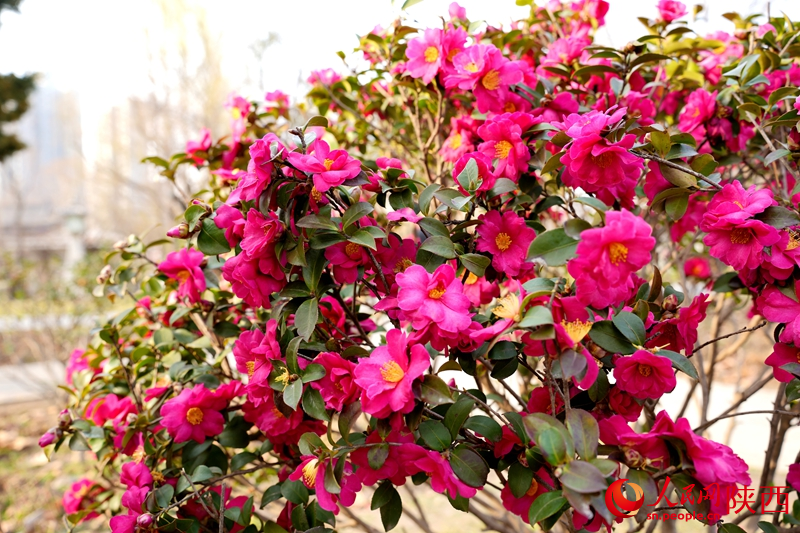 3月7日,西安兴庆宫公园内,茶梅盛开。人民网记者 孙挺摄