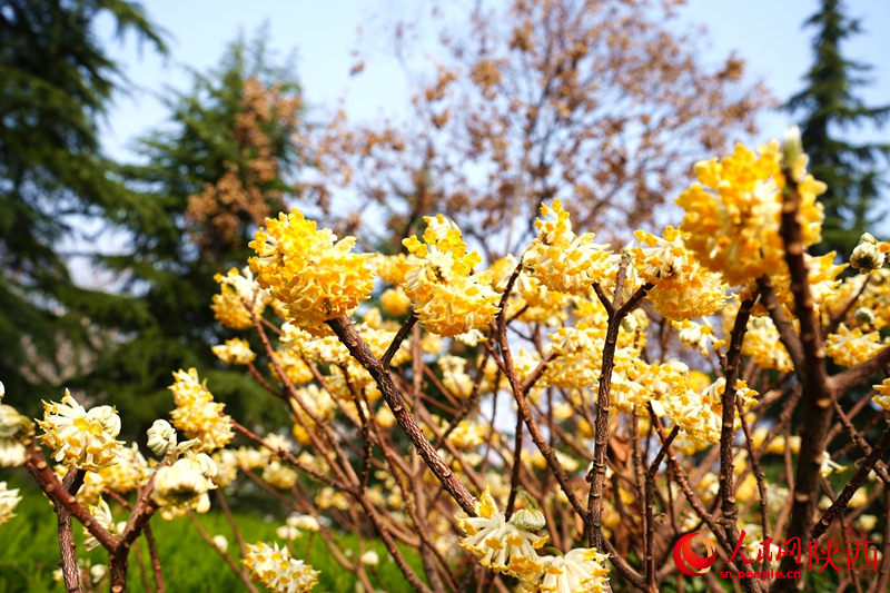 西安环城公园内结香花争相开放。人民网记者 孙挺摄