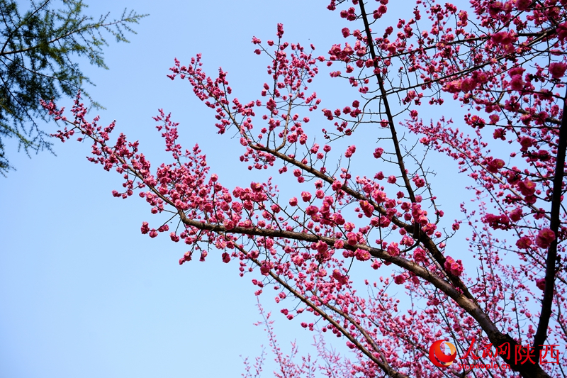 西安环城公园,春色已跃然枝头。人民网记者 孙挺摄